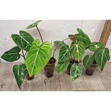 Филодендрон глориосум х сиб / Philodendron gloriosum × sib
