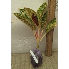 Аглаонема Видури - Белая. / Aglaonema Viduri - white A-141