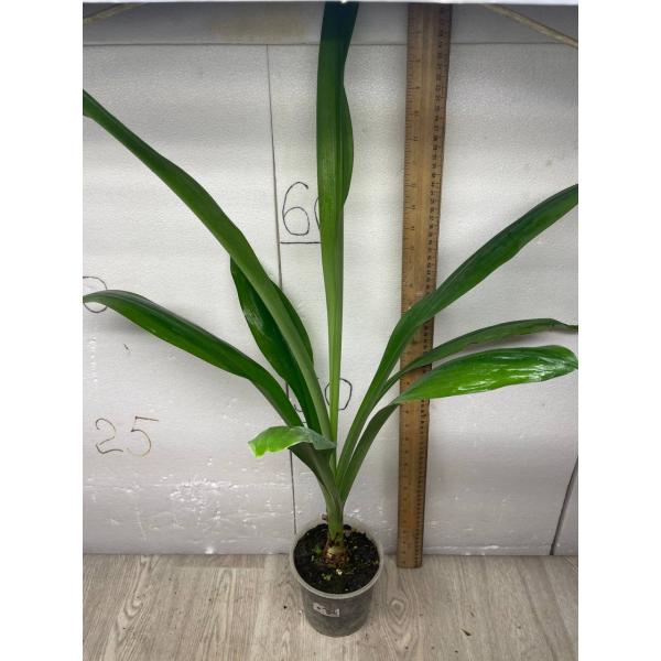 crinum giganteum крупномер