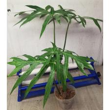 philodendron sp angustisectum