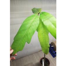 Ficus sp.(T11) 'Huay Kaew' No.3 407 по 5500р