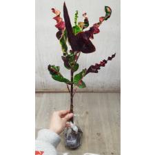 Codiaeum A28 Millionnaire
