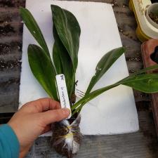 Philodendron decurrens 368