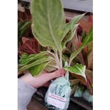 Aglaonema NEW12 Green