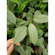 Philodendron Silver Queen s 