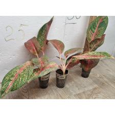 Аглаонема Тайра. / Aglaonema Taira A-117