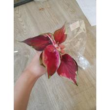 Caladium sp C-8