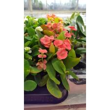 Euphorbia Milii red