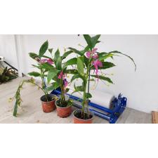 Globba Winitii 12 cm pot 1200p
