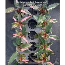 Philodendron Pink Princess (wide) 2.5"