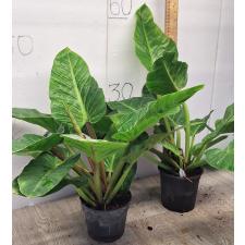 Филодендрон Империал Зеленый / Philodendron imperial Green (М)