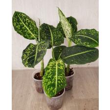 Dieffenbachia hybrid reflector