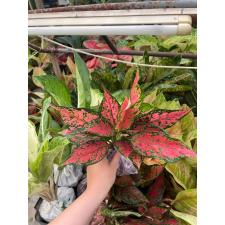 Aglaonema Anya narrow leaves A-66