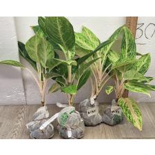 Аглаонема Пракайтонг / Aglaonema Prakaitong A-51