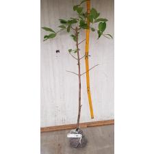 Malpighia glabra 274