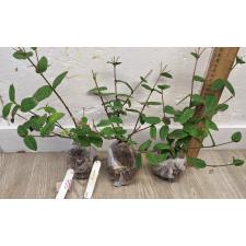 Ронделетия одората (Фрагрант панама роза) / Rondeletia odorata (Fragrant Panama Rose) 243