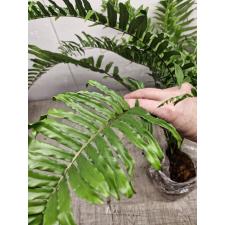 Nephrolepis biserrata 'giant leaf'. Peru black (L)