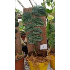 Rhaphidophora sp на доске 1 по 2600р