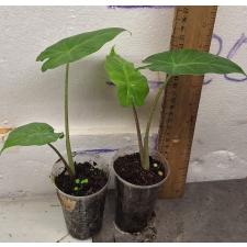 Алоказия Портодора / Alocasia Portodora