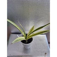 sansevieria madam charm стакан 