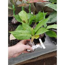 Aglaonema White Rose (green form) 74/1