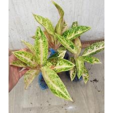 Agloanema legacy Orange