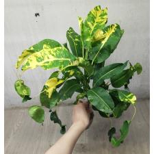 Codiaeum A26 Lao thong