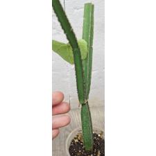 Циссус четырехугольный / Cissus quadrangularis