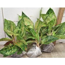 Аглаонема Пракайпет Гибрид. / Aglaonema Prakaipet hybrid A-65
