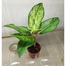 Aglaonema Frozen black A-27