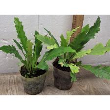 Асплениум Нидус "Кампио" / Asplenium Nidus 'campio'