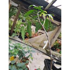 Mangifera indica 'Mun Khun Sri 273