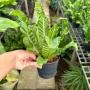 Asplenium Cobra L