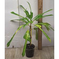 Кодиеум (Т31) Желтые жилы и зеленый трехлопастный лист. / Codiaeum (T31) Yellow veination and green trilobe leaf 73