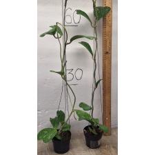 Хойя керрии 'Пятнистый лист' / Hoya kerrii 'Spot leaf' 