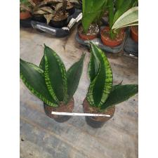 Sansevieria silver flame pot 10 cm