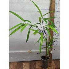 Фикус иррегуларис "Санспрей" / Ficus irregularis 'Sunspray'