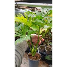 Philodendron selloum (new form) 487
