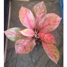 Aglaonema Choke Larb Red 20