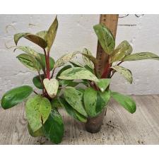 Филодендрон Конго карлик варегатный / Philodendron Congo dwarf variegated