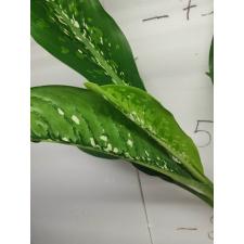 Dieffenbachia Dragon Scale L