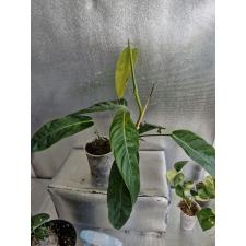 Philodendron Patriciae