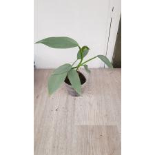 Philodendron Silver Queen 450p