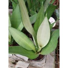 Sansevieria Trifa. 'moonshine' pot 650p