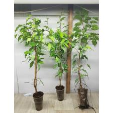Ficus benjamina ‘Yellow Gold L 