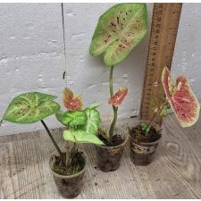 Каладиум сп. С-12 / Caladium sp C-12