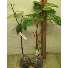 Фикус алтиссима 'Снежный Шторм' / Ficus altissima 'Snow Storm' 104/1