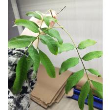 Dimocarpus longan 'Edor' (grafted)(fruit tree) 140 по 3200р