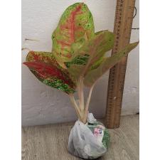 Аглаонема Маха Сетхи. / Aglaonema Maha Sethee A-80