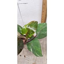 Philodendron Red addison